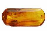 Detailed Fossil Winged Termite (Isoptera) In Baltic Amber #135062-1